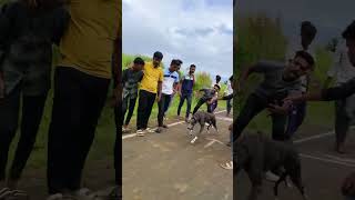 dog race  माया  dog race greyhound trending youtubeshorts [upl. by Novert]