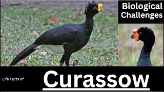 Curassow [upl. by Nanine]