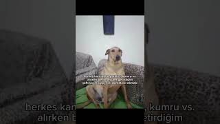 Kanepenin köşesinde sabahlıyorum köpek [upl. by Stets178]