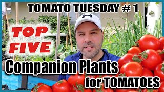 5 Best Companion Plants for Tomatoes for Maximum Yields and Healthy Plants amp 2 Plants Tomatoes Hate [upl. by Katherine815]