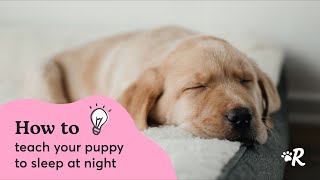 How to Get Your Puppy to Sleep Through the Night [upl. by Releehw692]