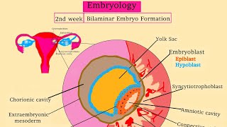 Embryology 2 Bilaminar Embryo Formation  Uurka iyo todobaadka 2aad isbadalada dhacaya [upl. by Ecinrev721]