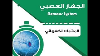 The Electrical Synapse  المشبك الكهربائي [upl. by Dolloff500]