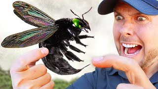 GIGANTIC Carpenter Bee Sting Test [upl. by Ainattirb289]