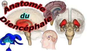 Anatomie du diencéphale [upl. by Aba]