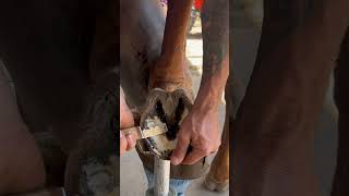 Transforming this shoe to Brand NEW shorts farrier satisfying asmr [upl. by Walls314]