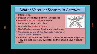 Water Vascular System in Asterias Star Fish [upl. by Gnagflow]