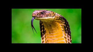 Documentario italiano Il fascino dei SERPENTI documentario animali 2016 [upl. by Netti]