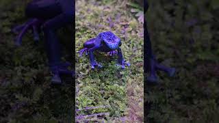 鈷藍箭毒蛙Dendrobates AzureusTaipei Zoo [upl. by Kerril206]