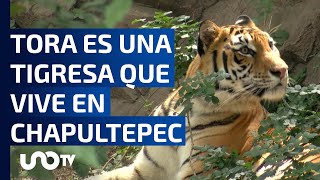 Conoce a Tora la nueva tigresa del Zoológico de Chapultepec [upl. by Stroud380]