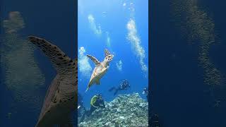 Green Sea Turtle in northern mariana islands shorts underwater [upl. by Mailliwnhoj721]