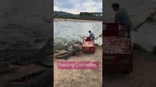 Feeding Crocodiles [upl. by Salahi]