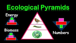 PYRAMIDS OF  ENERGY BIOMASS amp NUMBERS [upl. by Worth]