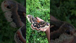 Cecropia Moth Handling [upl. by Dieball]