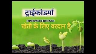 ट्राइकोडर्मा खेती के लिए वरदान है  Trichoderma Kheti Ke Liye Vardan Hai  Trichoderma kya Hai [upl. by Narcis487]