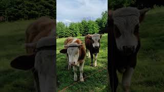 Four bulls on my Ranch [upl. by Siron]