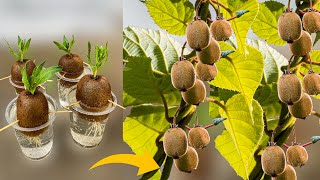 How to Grow Kiwi Plants From Kiwi Fruit  How to Grow Kiwi From Seed  Growing Kiwi Plants [upl. by Ynahpets]