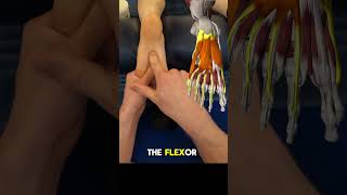 Plantar Fascia Anatomy [upl. by Anihsat]