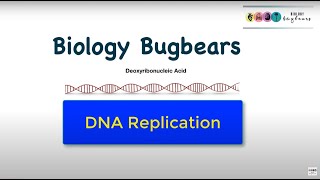 DNA replication BASIC summaryLeaving cert revision [upl. by Craddock]