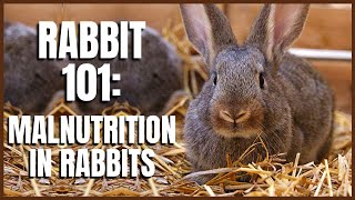 Rabbit 101 Malnutrition in Rabbits [upl. by Dylan]