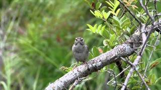 Bachmans Sparrow [upl. by Edwine]