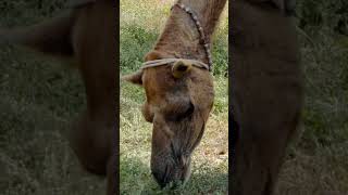 animals travelcamel africansafari camel camelcamelcamel safariafrica safariafrica 100 [upl. by Rome]