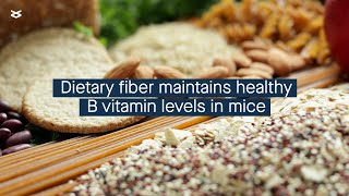 B vitamins dietary fiber and immune health are intricately linked [upl. by Agarhs]