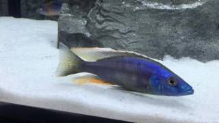 Species profile dimidiochromis strigatus [upl. by Mickelson]