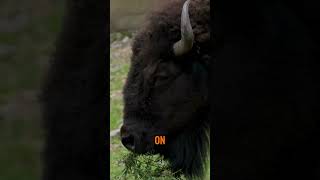 What is the largest herbivore in North America shorts animals animalkingdom bison [upl. by Eatton]