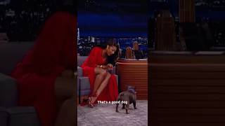 Megan Thee Stallion’s Dog Nails Every Trick 🐕👏😲 [upl. by Chiquia]