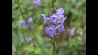 長穗木  Blue porterweed   Stachytarpheta jamaicensis  L  vahl [upl. by Nylaf208]