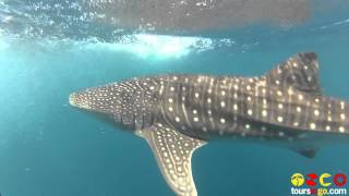 Swimming with Whale Sharks at Ningaloo Reef in Western Australia [upl. by Marena831]