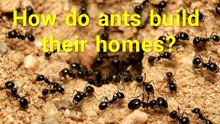 How do ants build their homes [upl. by Arand]