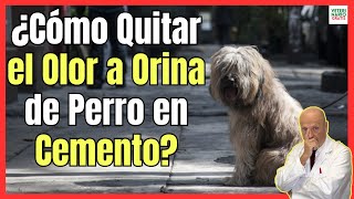 🚨 ¿CÓMO QUITAR EL OLOR A ORINA DE PERRO EN CEMENTO 🚨 [upl. by Atteuqal]