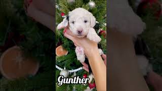 Gunther  Male Mini Sheepadoodle puppyvideos minidoodle dogsofyoutube puppiesofyoutube [upl. by Refotsirc]