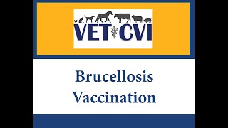 Brucellosis Vaccination [upl. by Alracal]