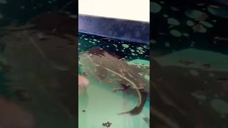 Pellets Feeding ❤️🫶 redtailcatfish alligatorgar asianarowana monsterfish shprts [upl. by Htebyram]