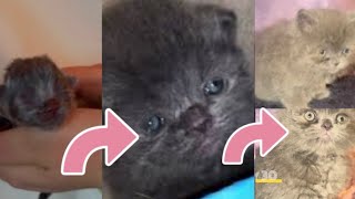 Greyish Kitten Time Lapse Day 1 to Day 30 Watch these kittens open their eyes for the first time [upl. by Casady]