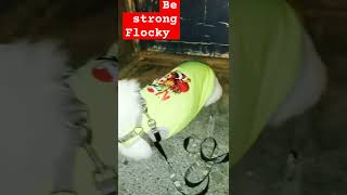 Flocky had epilepsy seizure disorder on the street 😭dog pets [upl. by Goggin]