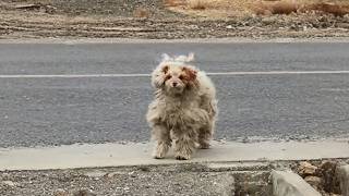 Stray dog wandered in placeWhen traveling girl said quotI keep youquothe ran to her without hesitation [upl. by Jorry]