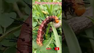 Pine processionary with Calmmusic type of caterpillarsscience researcheating the leaf peaceful4k [upl. by Hgielek]