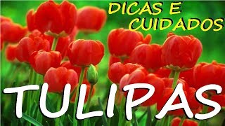 TULIPAS  Dicas e Cuidados Para o Cultivo [upl. by Uriisa800]