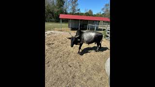 Petting Zoo Ocala FL [upl. by Nolava396]