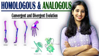 HOMOLOGOUS AND ANALOGOUS Structure II Divergent and Convergent Evolution II [upl. by Ateuqal141]