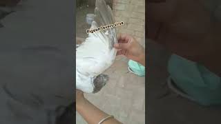 Pigeon lovers sirsa 🕊️ pigeon birdspecies shortvideo viralvideo [upl. by Yrreiht]