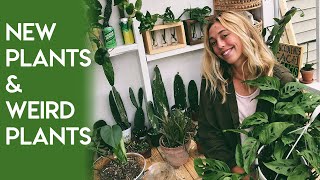 New Plants and Weird Plants Vintage Chameleon video [upl. by Kifar]