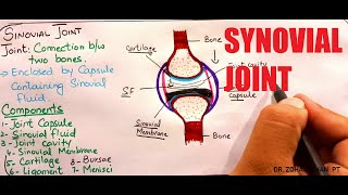 Synovial Joint [upl. by Neelyam]