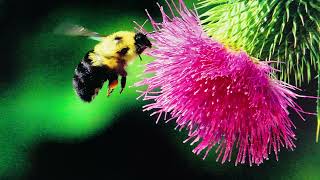 INSECT PHOTOGRAPHY  BEST IMAGES  DAVID BRADLEY PHOTOS BEE THISTLE BLOOM ACTION  EPISODE 2529 [upl. by Negah]