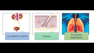 unite 1  concept 2  partie 4  sixième primaire  لطلب الكتاب اون لاين 01033439737 [upl. by Atniuq]