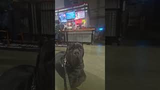 canecorso corso dog americanbully shortvideos trending fyp foryou foryoupage brewery bars [upl. by Annawek]